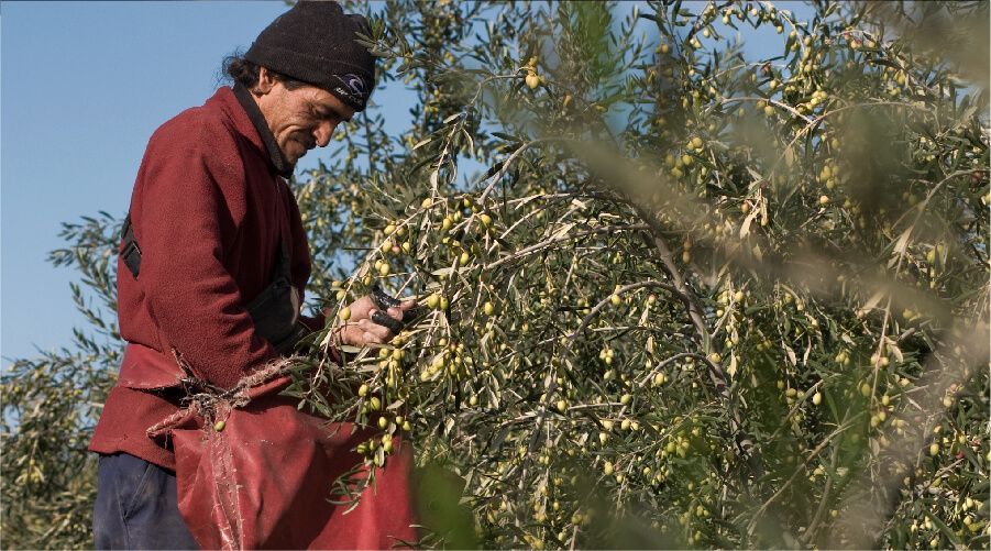 aceituna-cosecha