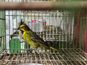 LA POLICÍA FEDERAL ARGENTINA RESCATÓ AVES EXÓTICAS EN CAUTIVERIO EN LA MATANZA
